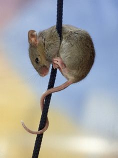 a mouse climbing on a rope in the air