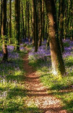 a path in the middle of a forest with purple flowers and trees on both sides