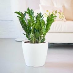 a potted plant sitting on top of a table next to a white couch in a living room