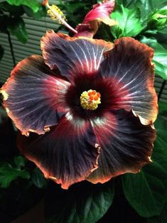 a large flower with red and purple petals in the middle of it's center