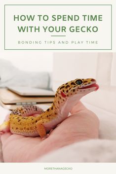 a gecko sitting on someone's hand with the text how to spend time with your gecko bonding tips and play time