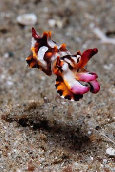 a close up of a flower on the ground