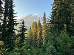 the mountain is surrounded by tall pine trees