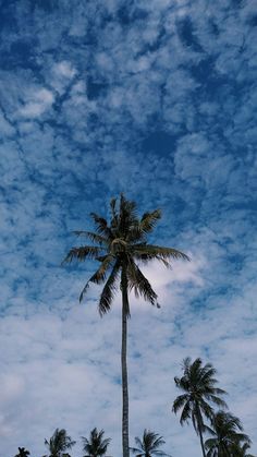 a tall palm tree sitting under a cloudy blue sky