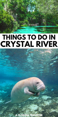 an animal swimming in the water with text overlay that reads things to do in crystal river