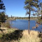 a lake surrounded by tall grass and trees