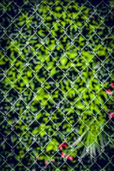 a chain link fence covered in green plants and red flowers with the background blurred out