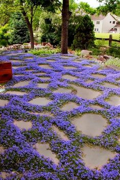 blue flowers are growing on the stone walkway