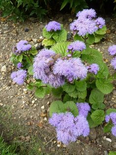 some purple flowers are growing in the dirt