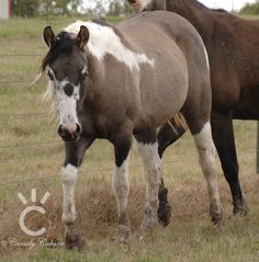 two horses standing next to each other in a field near a fence and grass area