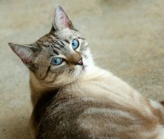 a cat with blue eyes laying on the floor looking up at something in the air