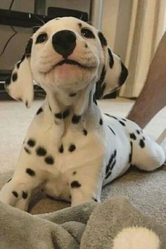 a dalmatian puppy is sitting on the floor