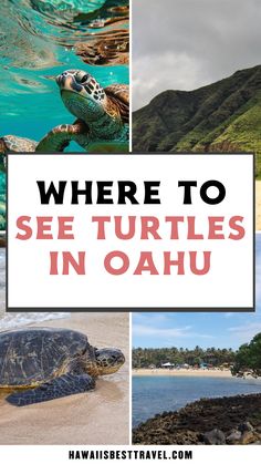 turtles swimming in the ocean with text overlay where to see turtles in oahuu