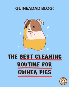 the best cleaning routine for guinea pigs