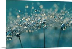 water droplets on a dandelion with blue background