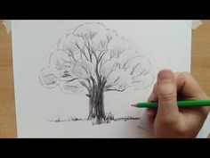 someone is drawing a tree with pencils on paper