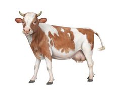 a brown and white cow standing in front of a white background royalty illustration with clippings