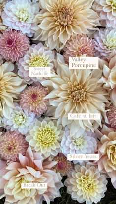 many different types of flowers with names in each one's center and bottom corner