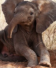 an elephant laying on the ground with it's trunk in its mouth