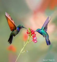 two colorful hummingbirds feeding from a flower