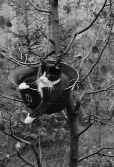 a black and white cat in a tree with its head stuck in a bucket on it's back