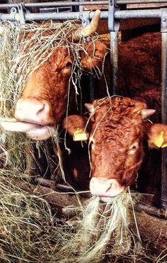 three cows are eating hay in their pen