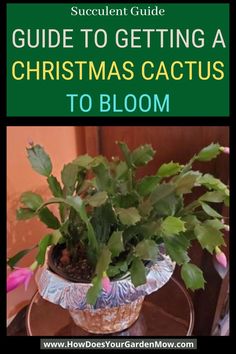 a potted plant sitting on top of a table with the title guide to getting a christmas