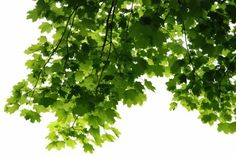 green leaves are hanging from the branches of a tree in front of a white background