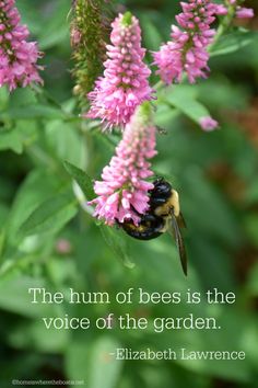 a bee sitting on top of a pink flower next to a green leafy plant