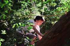 a young boy climbing up a tree in the forest