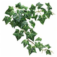 Ivy Clipart in Photorealistic Style Graphics: High-Res 4K & Vector Ivy Clipart, Digital Banners, Custom Trophies, Ink Crafts, Simple Object, Creative Portfolio, Brand Development, Machine Embroidery Patterns, Personalized Accessories