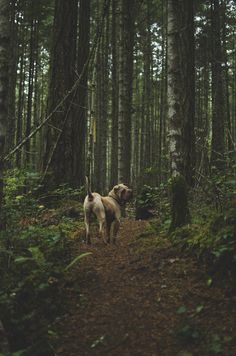 a dog standing in the middle of a forest