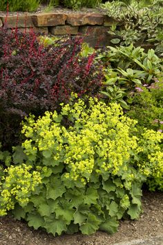 the plants are blooming very nicely in this garden area, and it is hard to tell what color they are