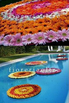 there are many different flowers in the pool