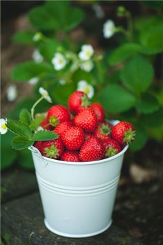 a white bucket filled with lots of ripe strawberries next to green leaves and flowers