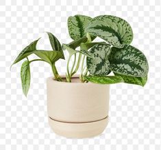 a potted plant with green leaves in it, on a white background png