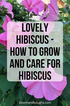 pink flowers with the words lovely hibiscus how to grow and care for hibiscus