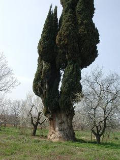 an old tree in the middle of a field