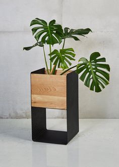 a potted plant in a wooden holder