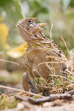 a close up of a lizard on the ground with grass and plants in the background