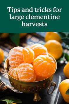 Growing citrus at home? 🍊 Get the most our of your clementine tree with these expert tips and tricks. Click to learn more. 

#ClementineTree #FruitTree Clementine Tree, Flowering Plum Tree, Cold Hardy Palm Trees, Flowering Pear Tree, Growing Citrus, Elderberry Bush, Holly Shrub, Loquat Tree, Mimosa Tree