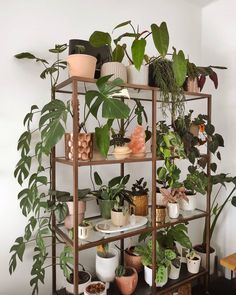 a shelf filled with lots of potted plants