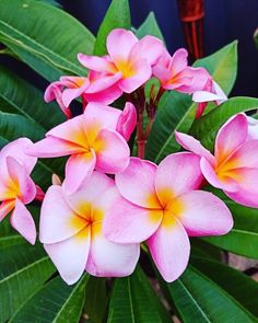 pink and yellow flowers with green leaves in the background