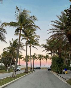 palm trees line the street as cars drive down it