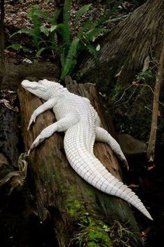 a large white alligator laying on top of a tree log in the woods next to ferns