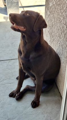 a brown dog sitting next to a wall