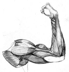 a drawing of a man's arm showing the muscles and flexing his arms