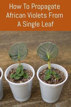 three potted plants with the title how to propagate african violets from a single leaf