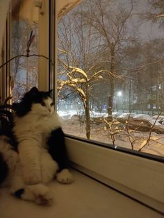 a black and white cat sitting on the window sill looking out at snowy trees