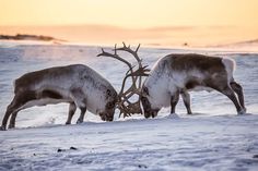 Animals of the Tundra Biome - Textbook Travel Tundra Biome, Arctic Tundra, Biome, Reindeer, Kangaroo, National Parks, Travel, Animals, Nature